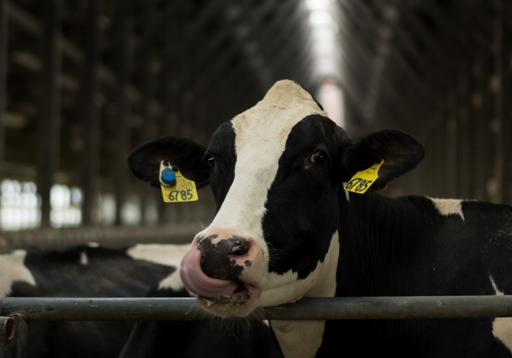Grande - Dairy Producers - Cow