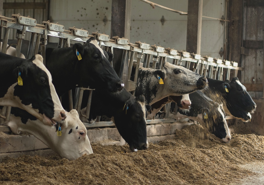 Grande - Dairy Producers - Cow Feed