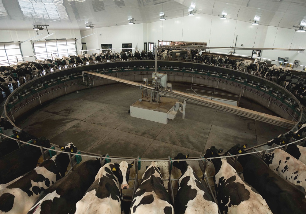 Grande - Dairy Producers - Feeding Cows