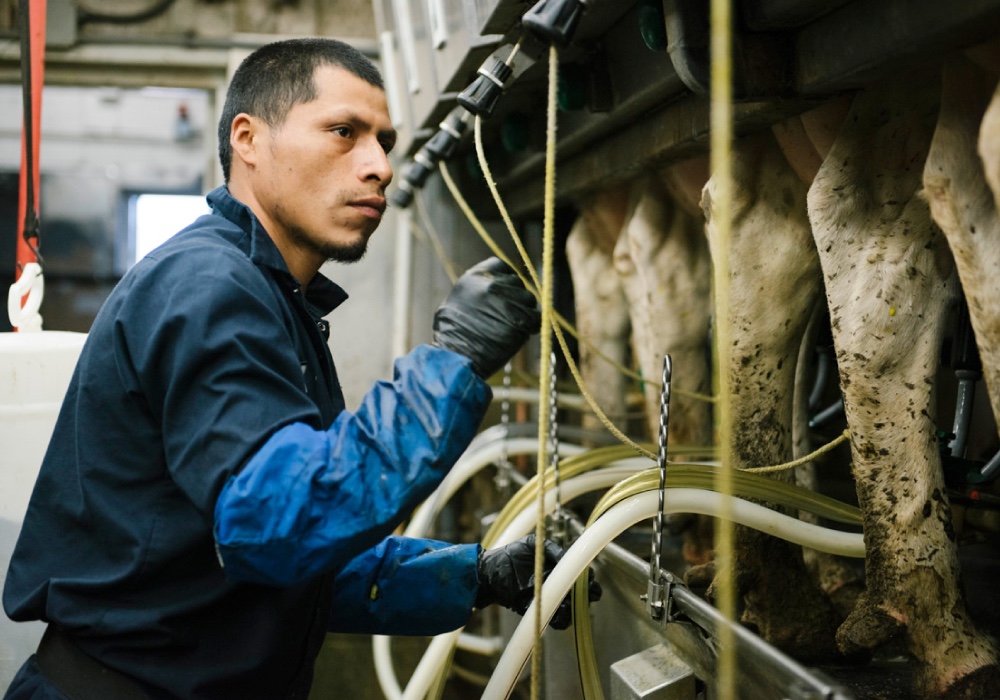 Grande - Dairy Producers - Farmer Collecting Milk